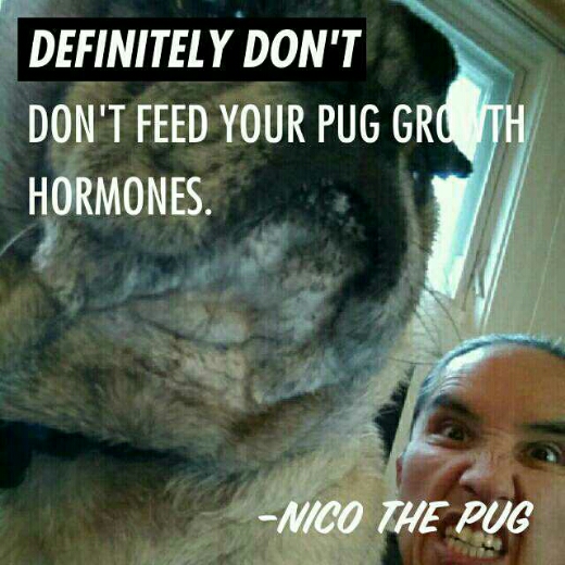 Definitely don’t feed your Pug growth hormones.