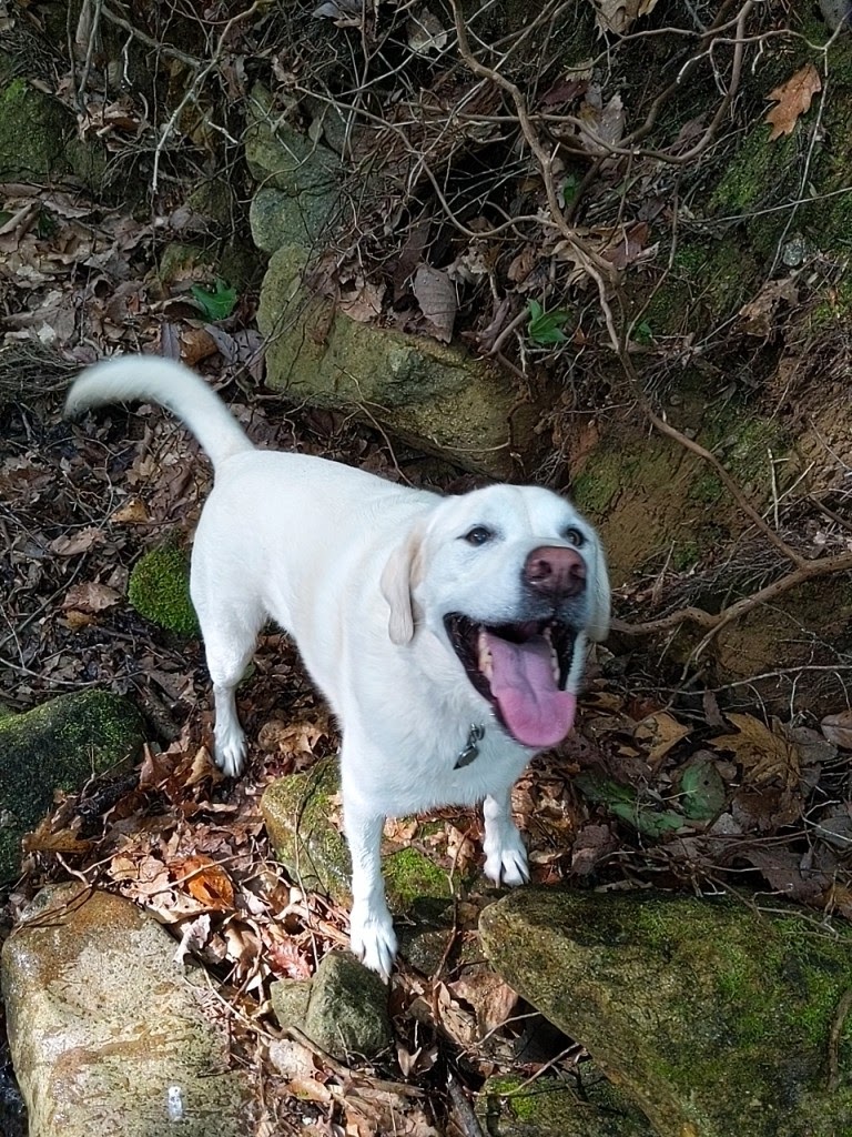 Hiking the Rhododendron Trail with My Dog Godfrey